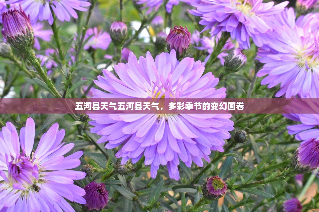 五河县天气五河县天气，多彩季节的变幻画卷  第1张
