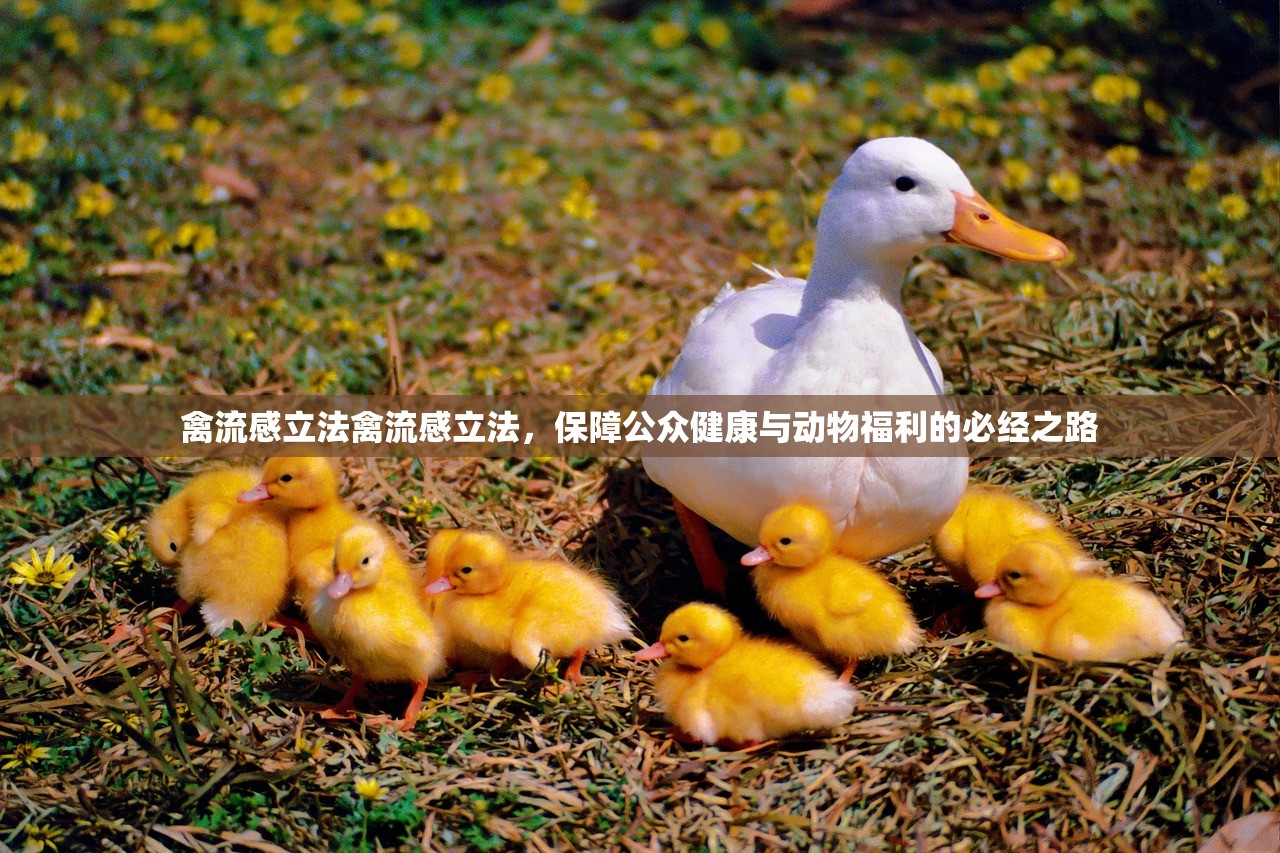 禽流感立法禽流感立法，保障公众健康与动物福利的必经之路  第1张