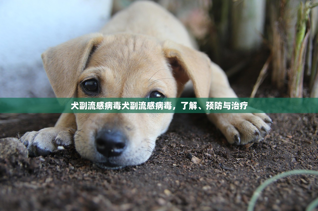 犬副流感病毒犬副流感病毒，了解、预防与治疗  第1张