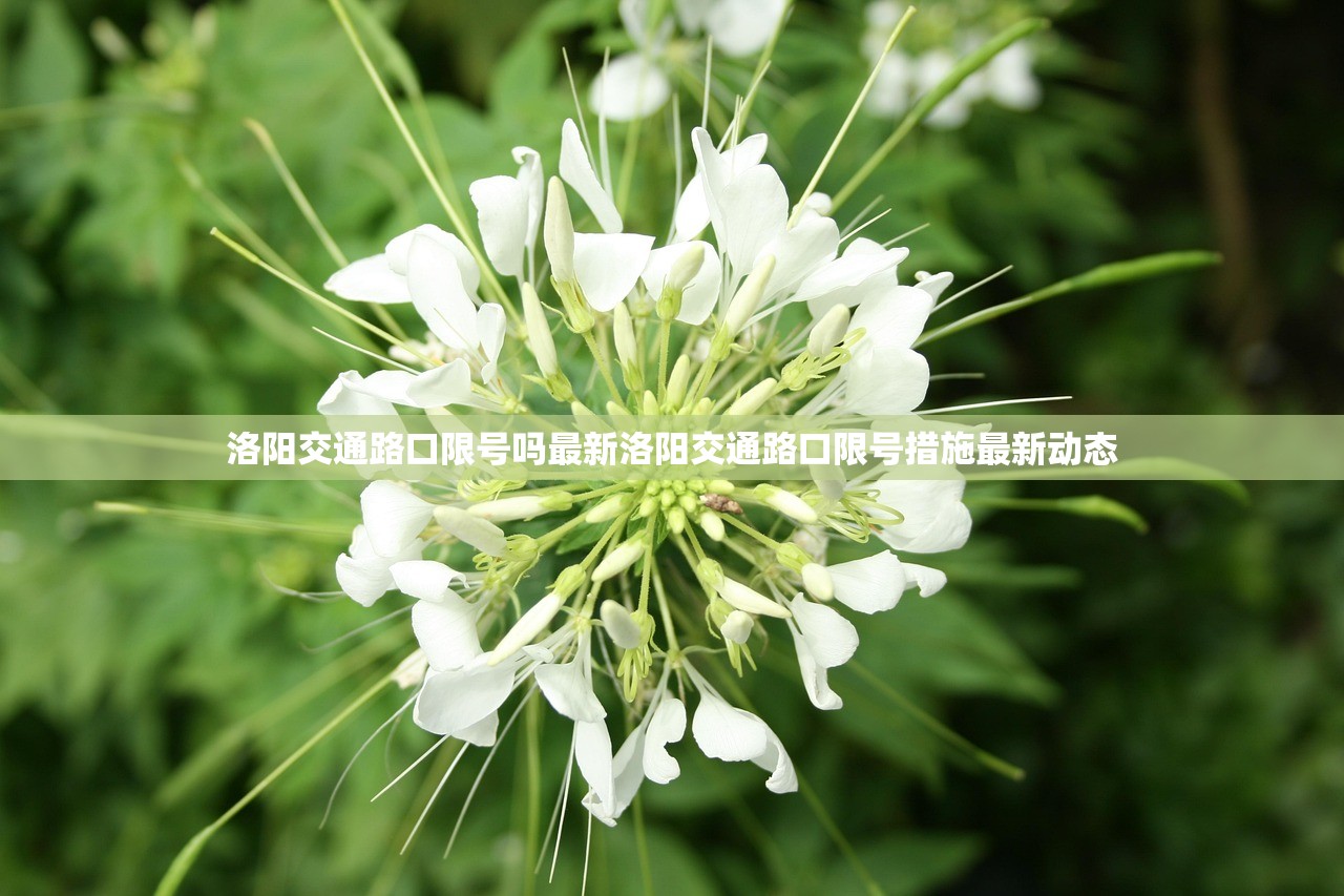 洛阳交通路口限号吗最新洛阳交通路口限号措施最新动态  第1张