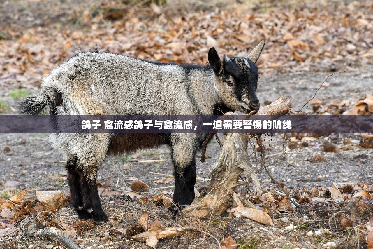 鸽子 禽流感鸽子与禽流感，一道需要警惕的防线  第1张