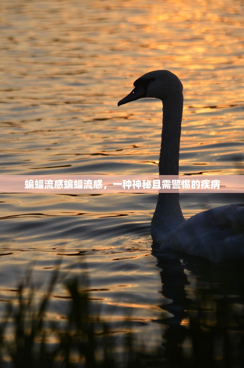 蝙蝠流感蝙蝠流感，一种神秘且需警惕的疾病  第1张