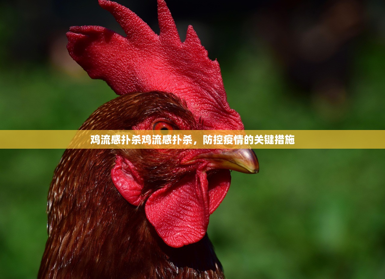 鸡流感扑杀鸡流感扑杀，防控疫情的关键措施  第1张