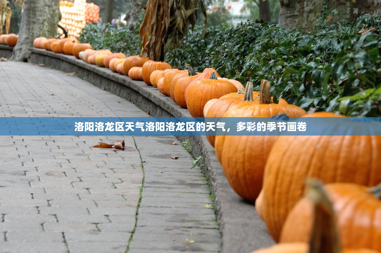 洛阳洛龙区天气洛阳洛龙区的天气，多彩的季节画卷  第1张
