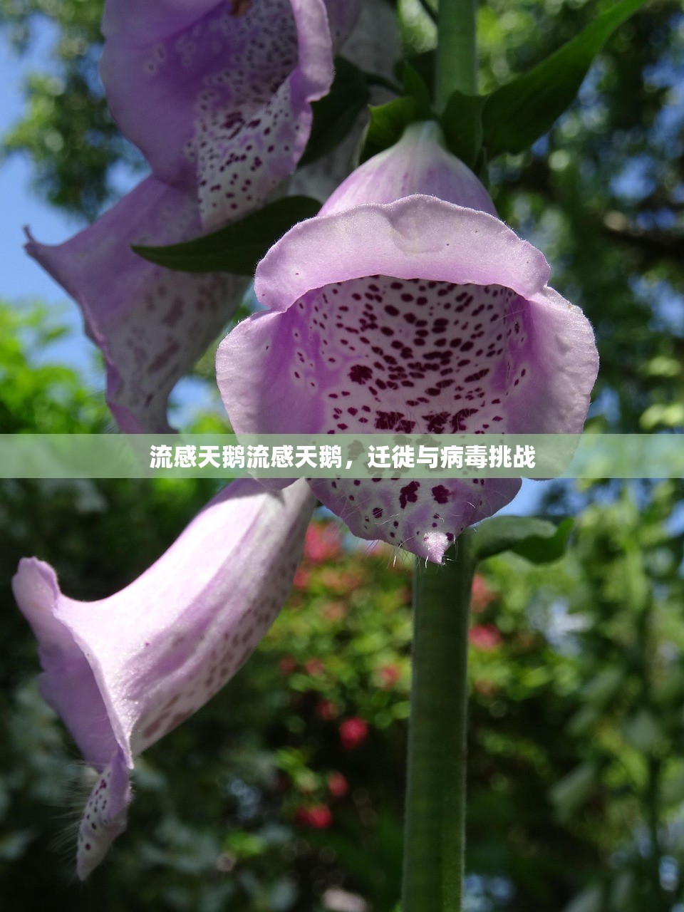 流感天鹅流感天鹅，迁徙与病毒挑战  第1张