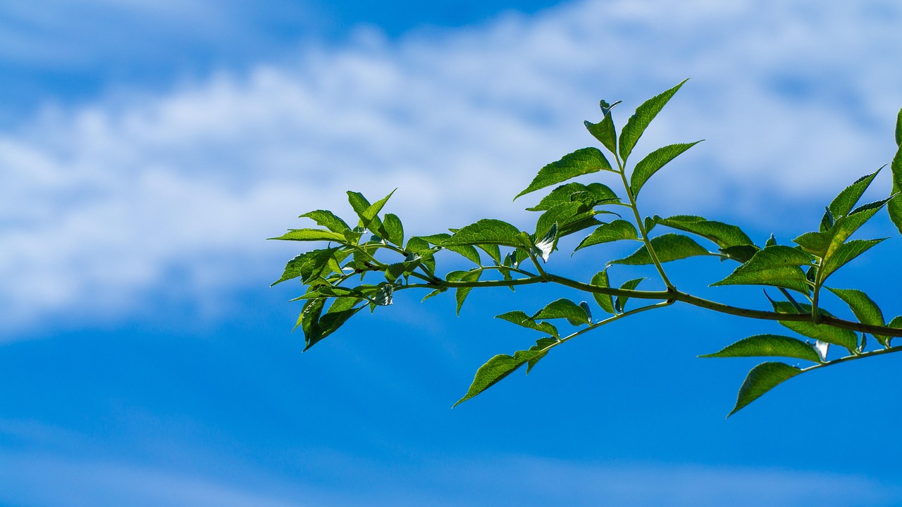 青草疫情青草疫情，挑战与希望并存  第2张