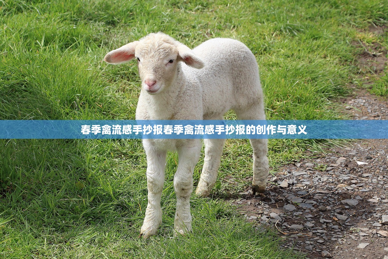 春季禽流感手抄报春季禽流感手抄报的创作与意义  第1张
