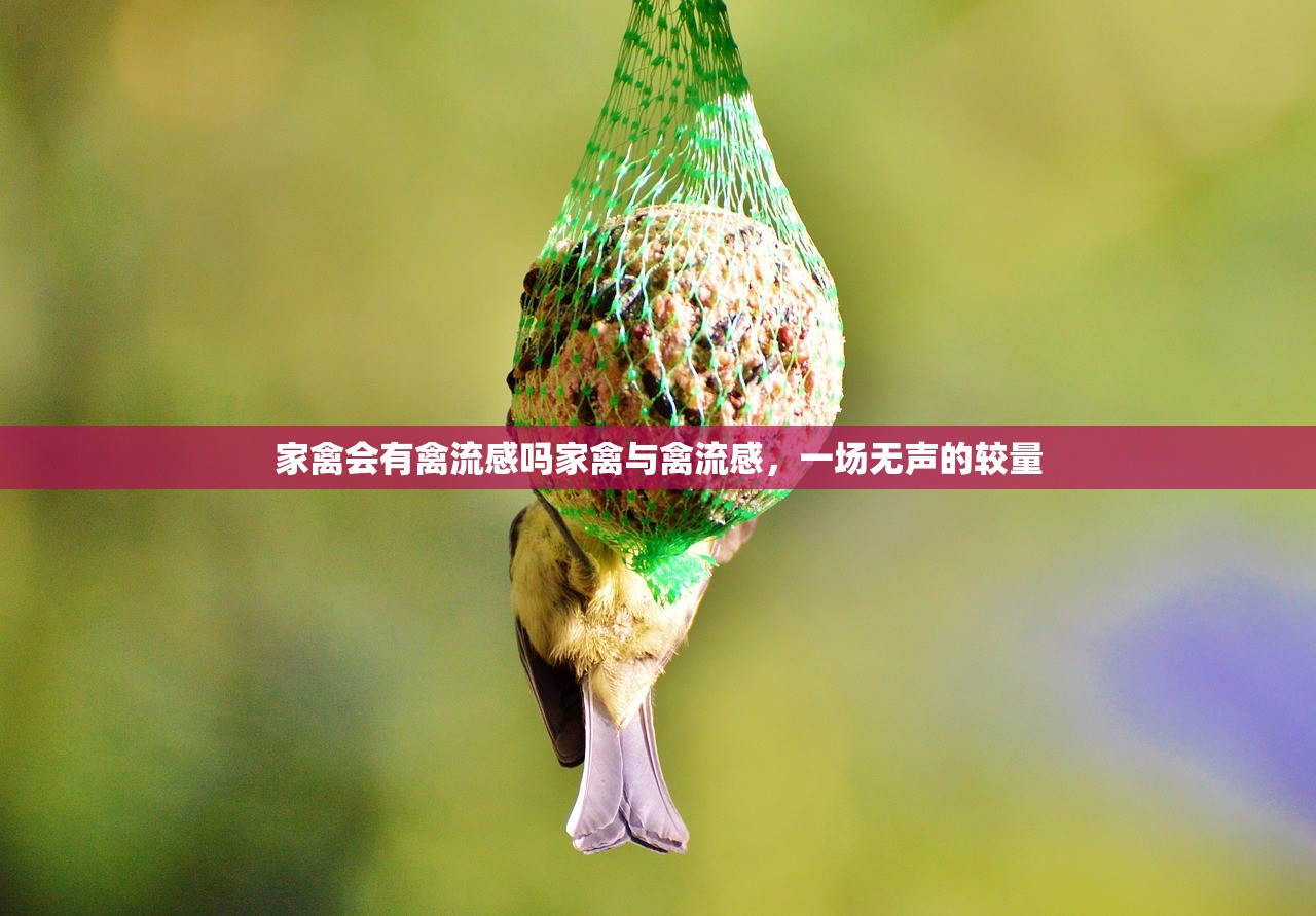 家禽会有禽流感吗家禽与禽流感，一场无声的较量  第1张