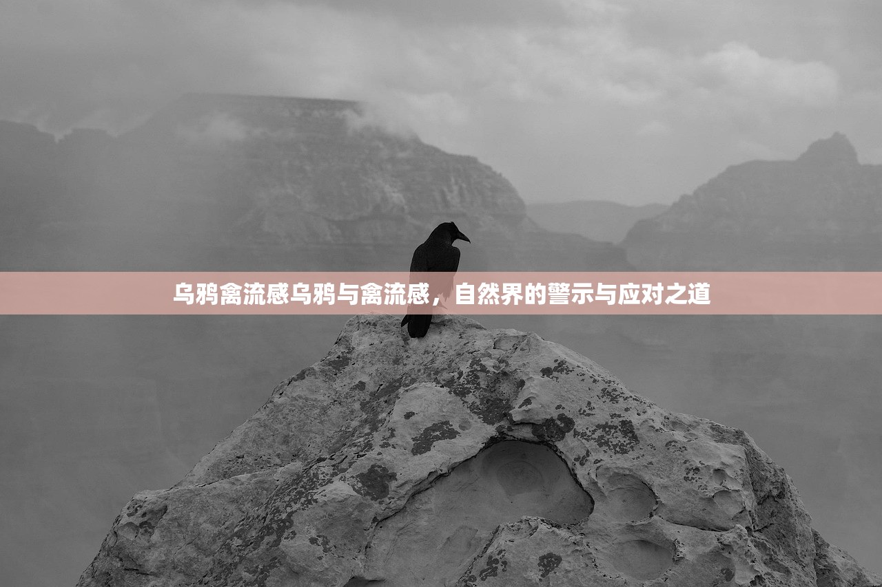 乌鸦禽流感乌鸦与禽流感，自然界的警示与应对之道  第1张