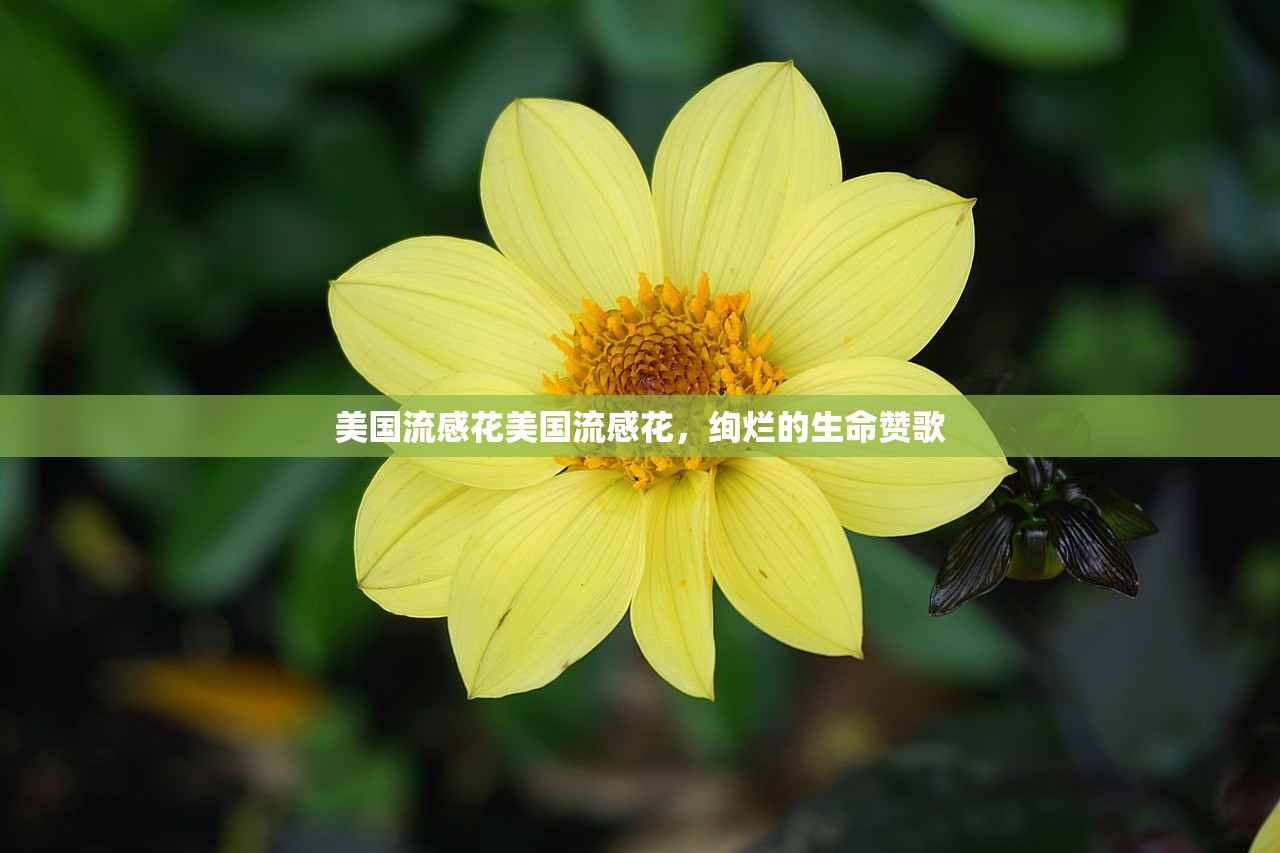 美国流感花美国流感花，绚烂的生命赞歌  第1张