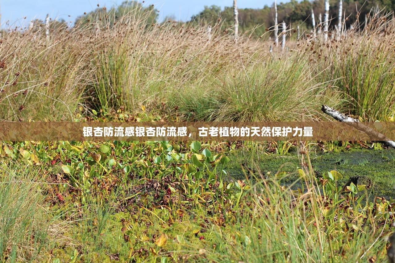 银杏防流感银杏防流感，古老植物的天然保护力量  第1张