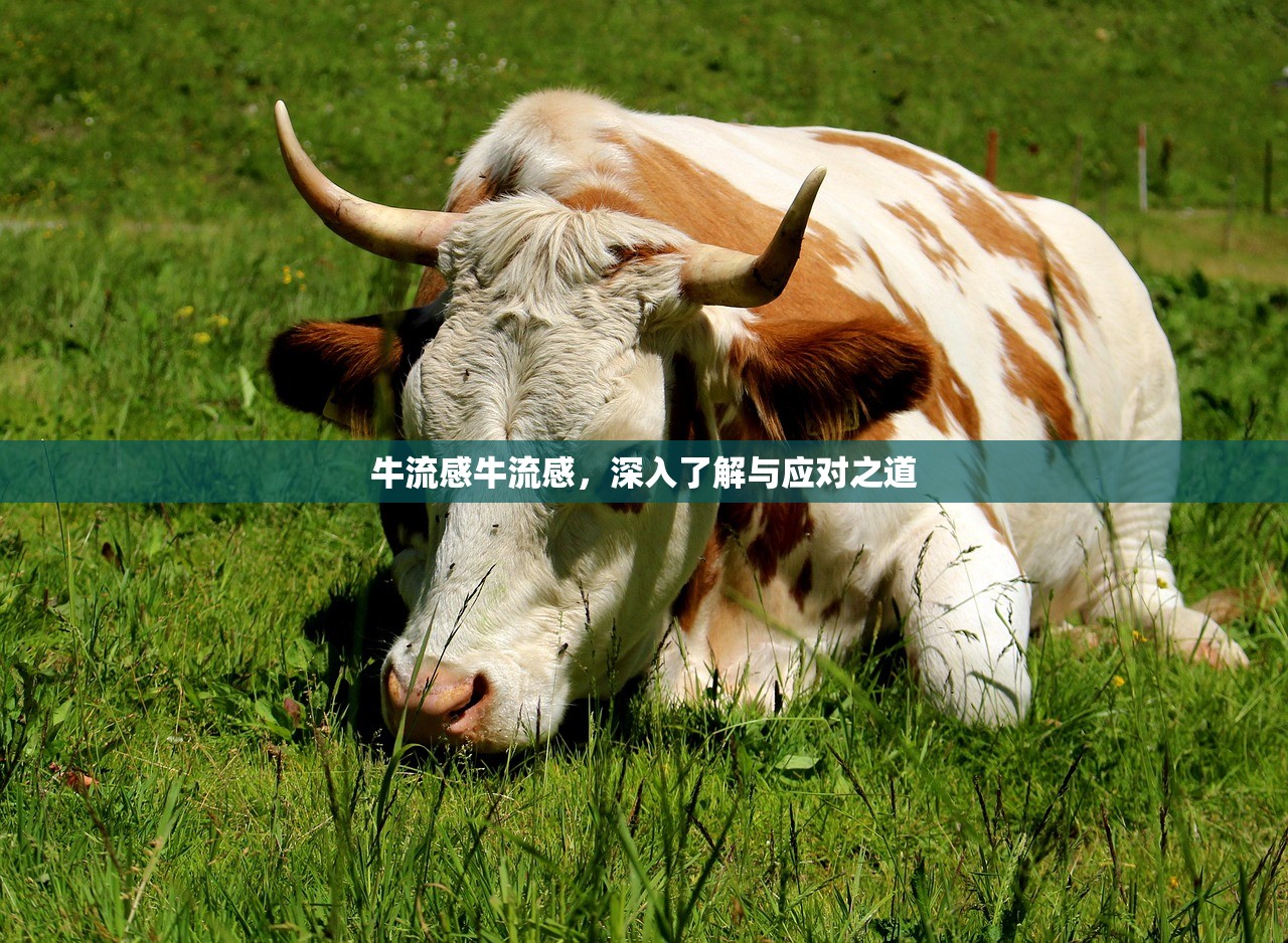 牛流感牛流感，深入了解与应对之道  第1张
