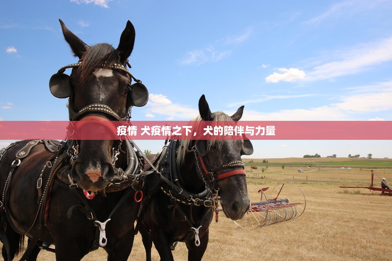疫情 犬疫情之下，犬的陪伴与力量  第1张