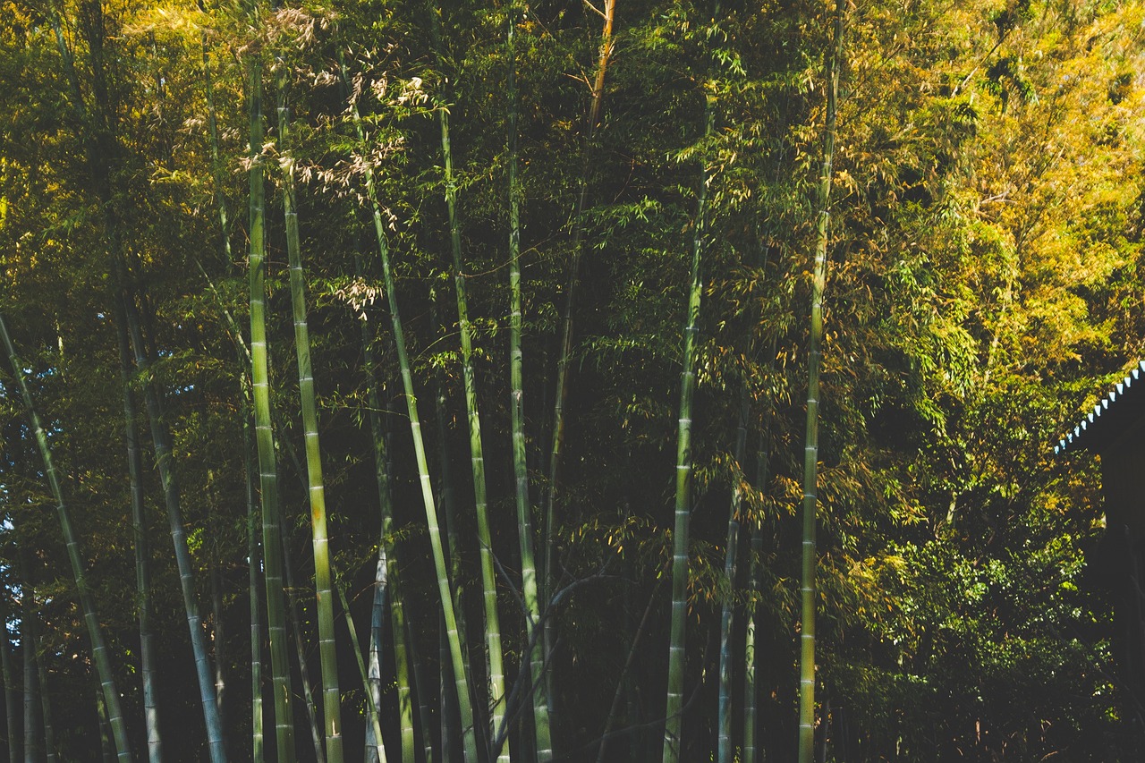 疫情灵隐寺疫情之下的灵隐寺，静谧与坚韧  第2张