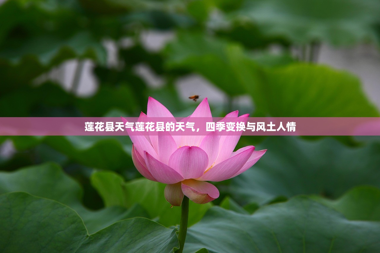 莲花县天气莲花县的天气，四季变换与风土人情  第1张
