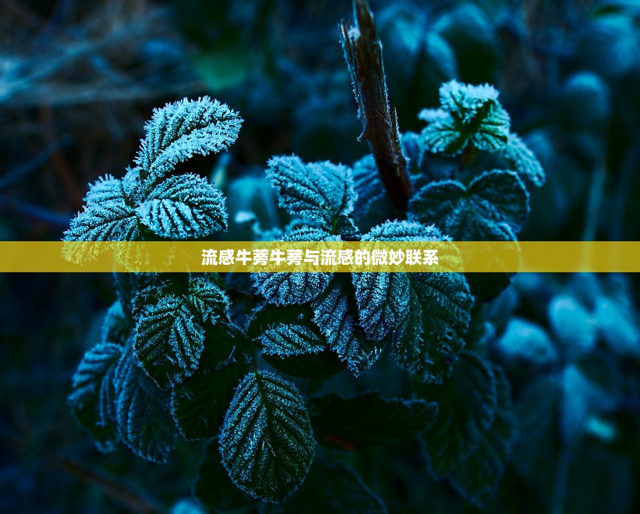 流感牛蒡牛蒡与流感的微妙联系  第1张