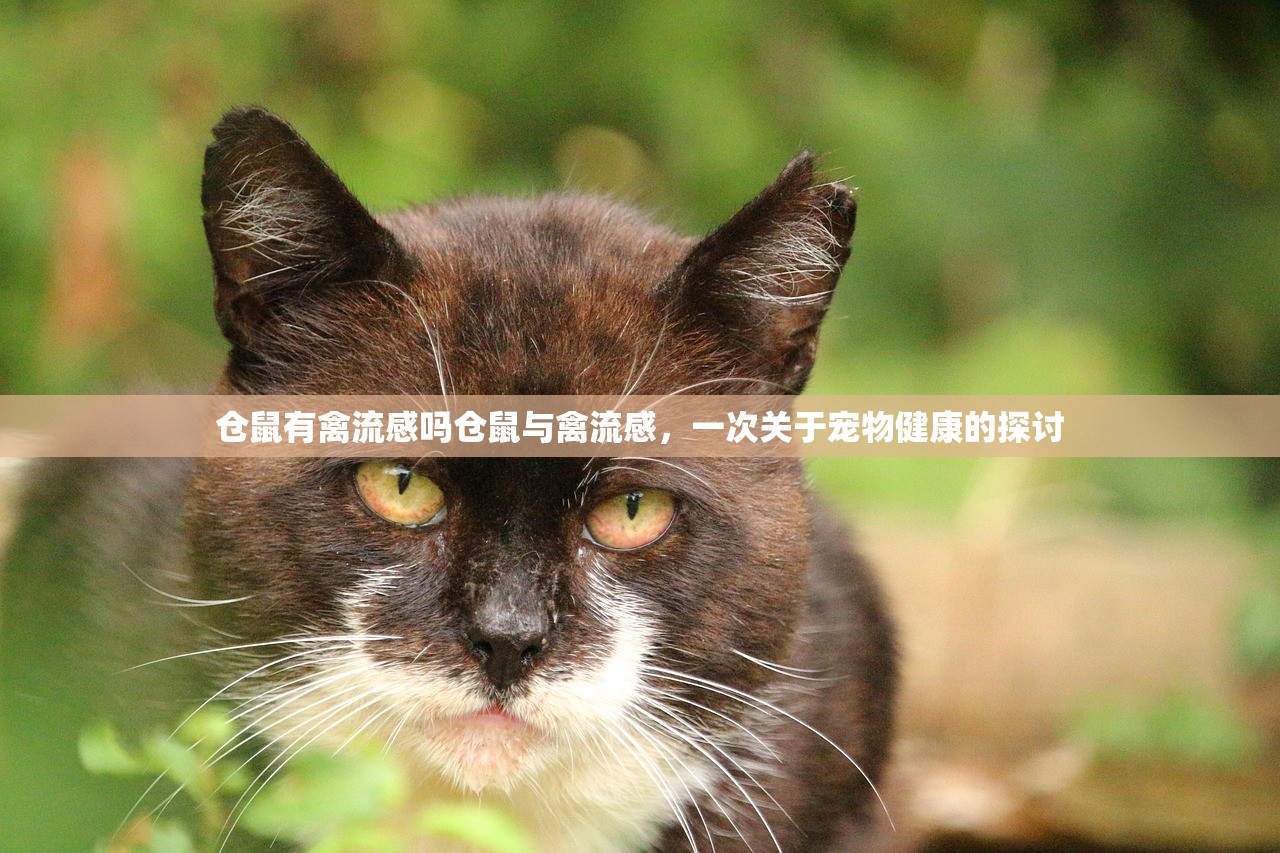 仓鼠有禽流感吗仓鼠与禽流感，一次关于宠物健康的探讨  第1张