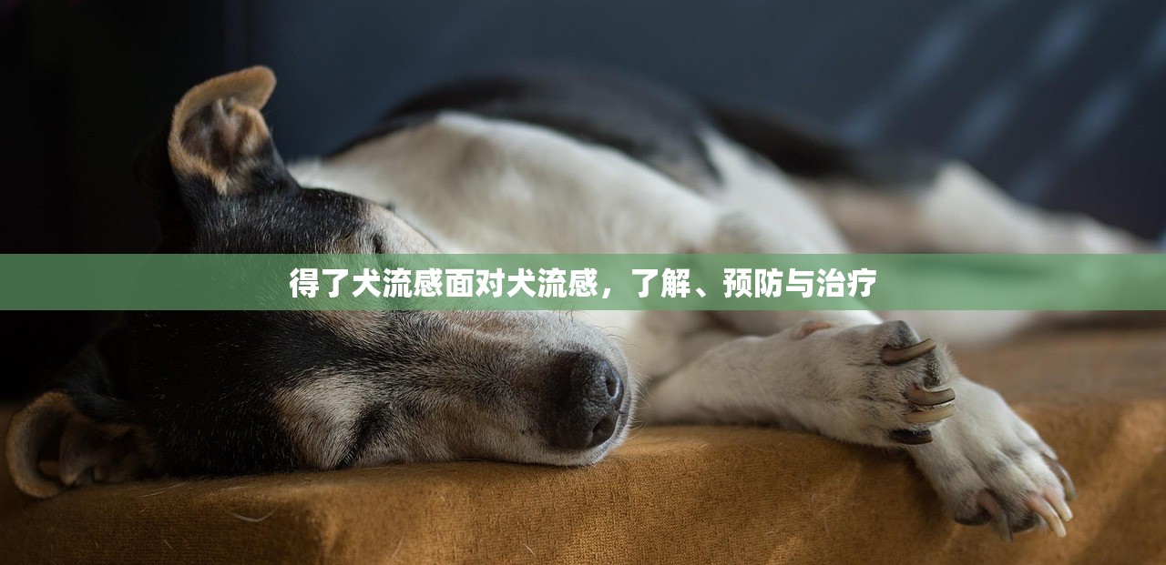 得了犬流感面对犬流感，了解、预防与治疗  第1张