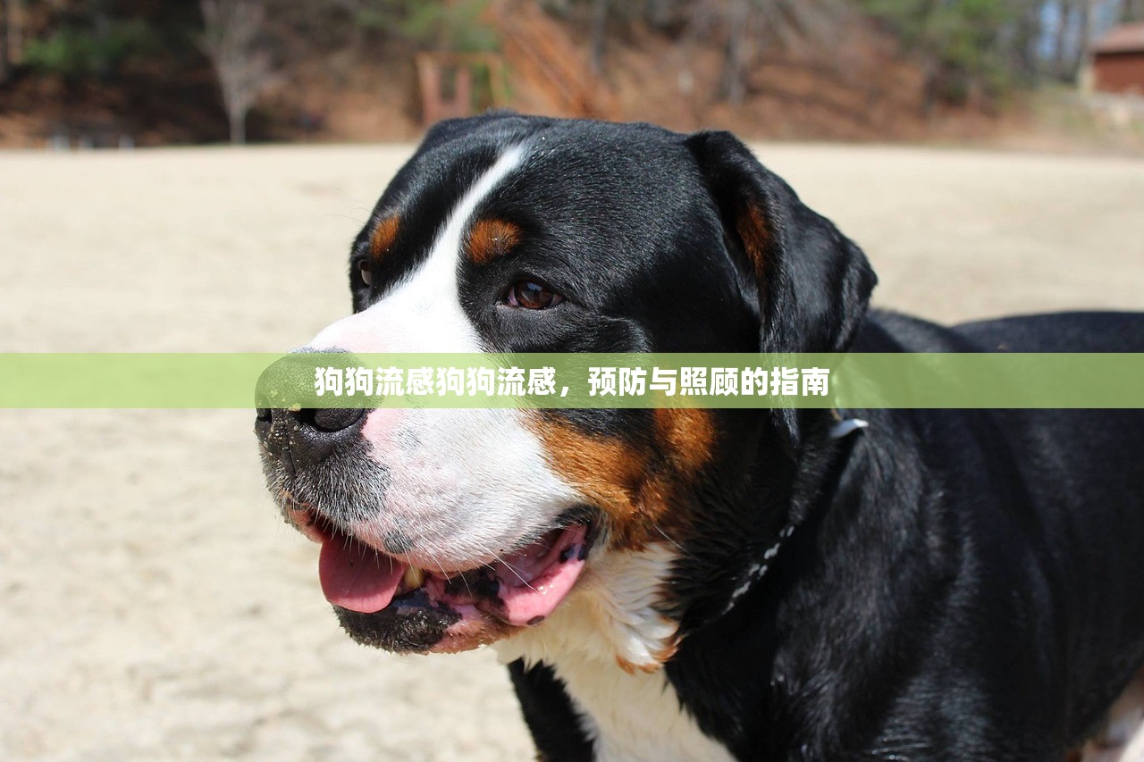 狗狗流感狗狗流感，预防与照顾的指南  第1张
