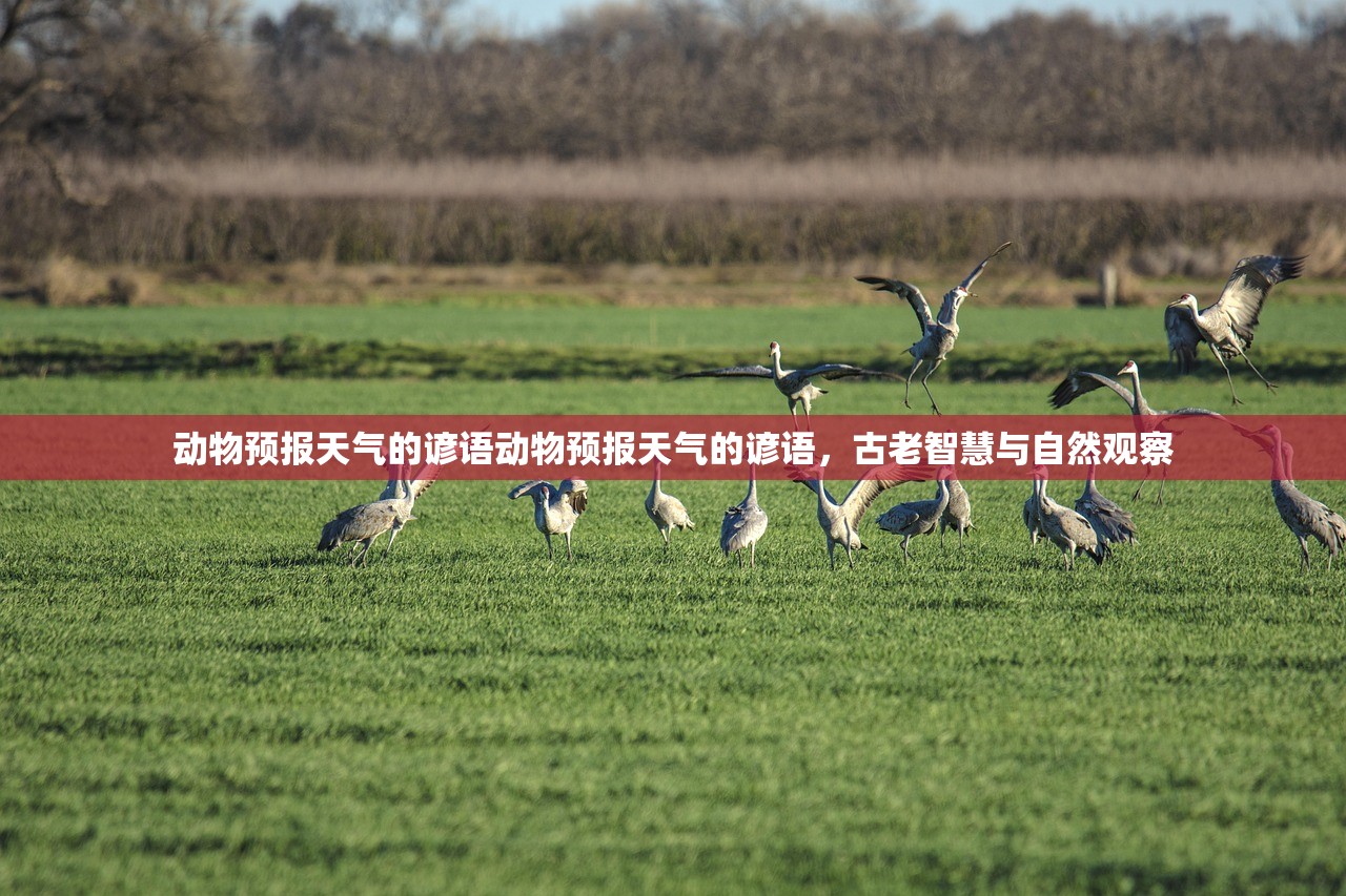 动物预报天气的谚语动物预报天气的谚语，古老智慧与自然观察  第1张