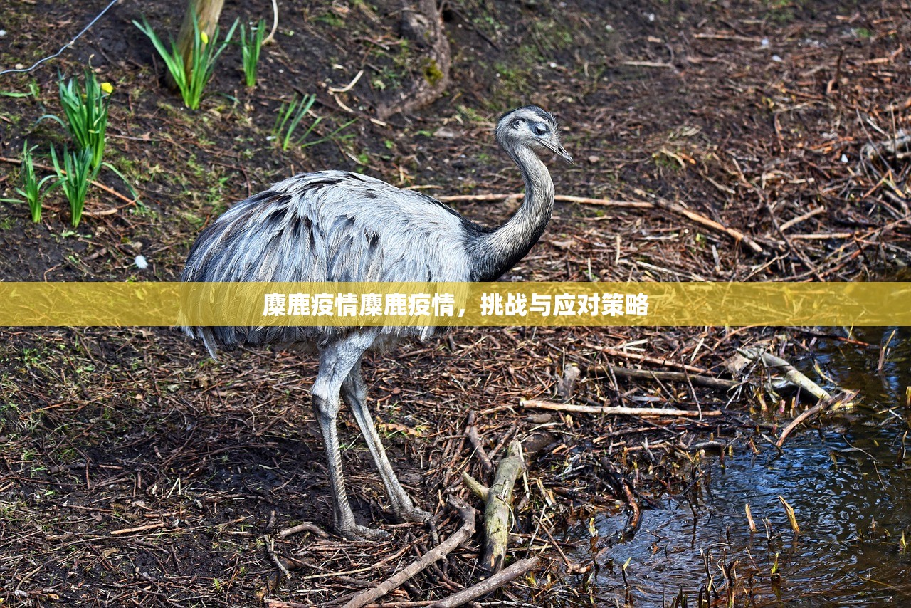 麋鹿疫情麋鹿疫情，挑战与应对策略  第1张