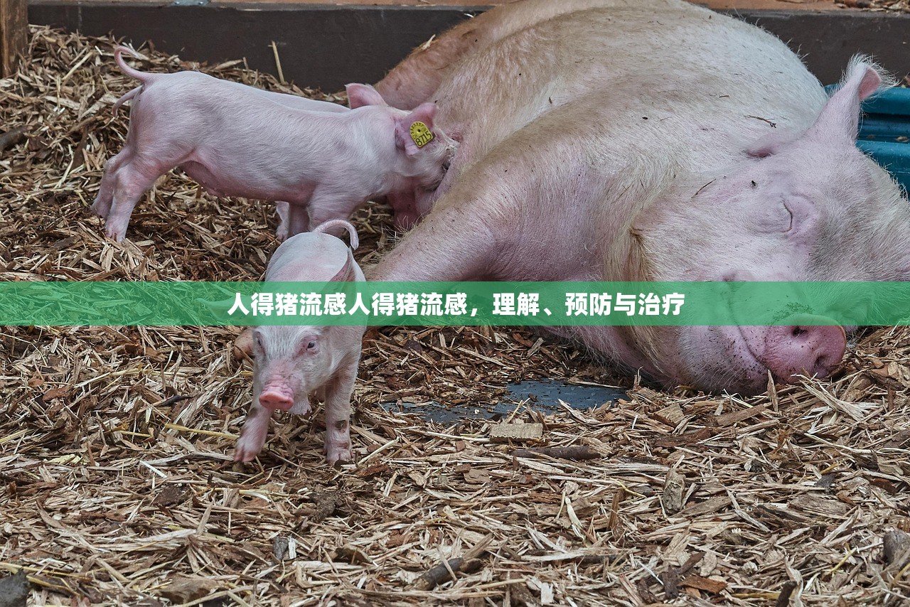 人得猪流感人得猪流感，理解、预防与治疗  第1张