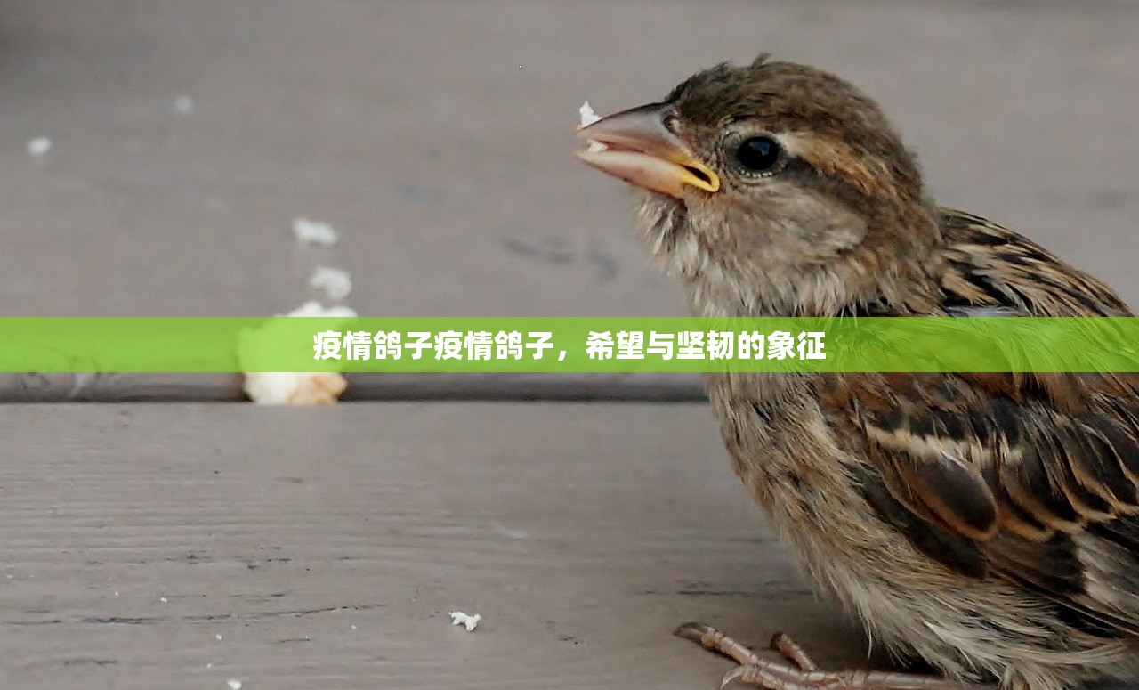疫情鸽子疫情鸽子，希望与坚韧的象征  第1张