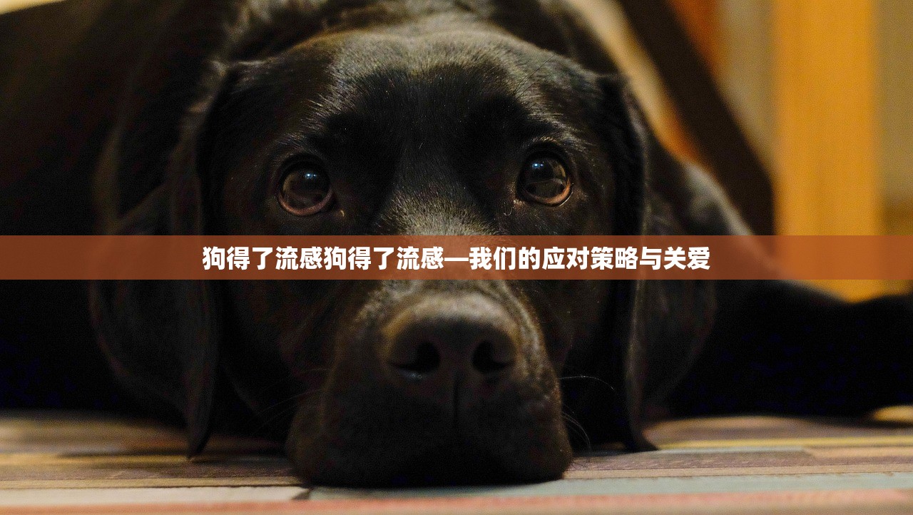 狗得了流感狗得了流感—我们的应对策略与关爱  第1张