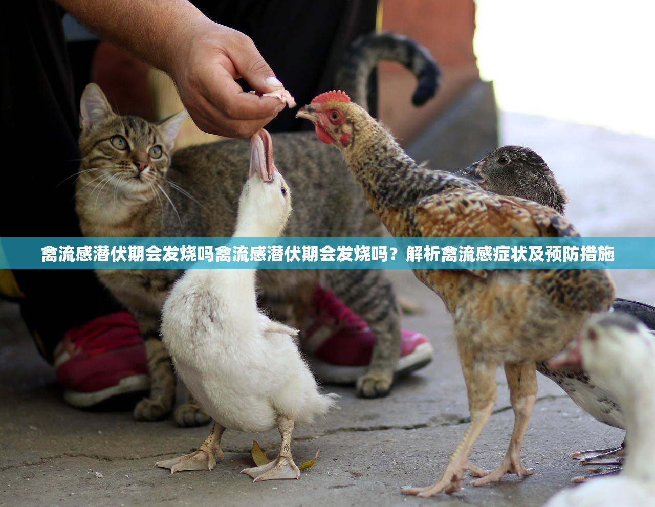 禽流感潜伏期会发烧吗禽流感潜伏期会发烧吗？解析禽流感症状及预防措施  第1张