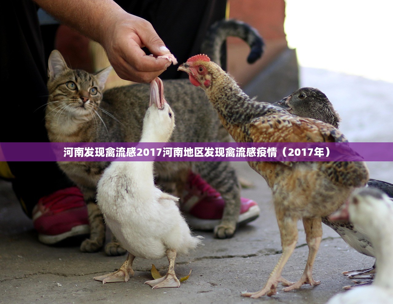 河南发现禽流感2017河南地区发现禽流感疫情（2017年）  第1张