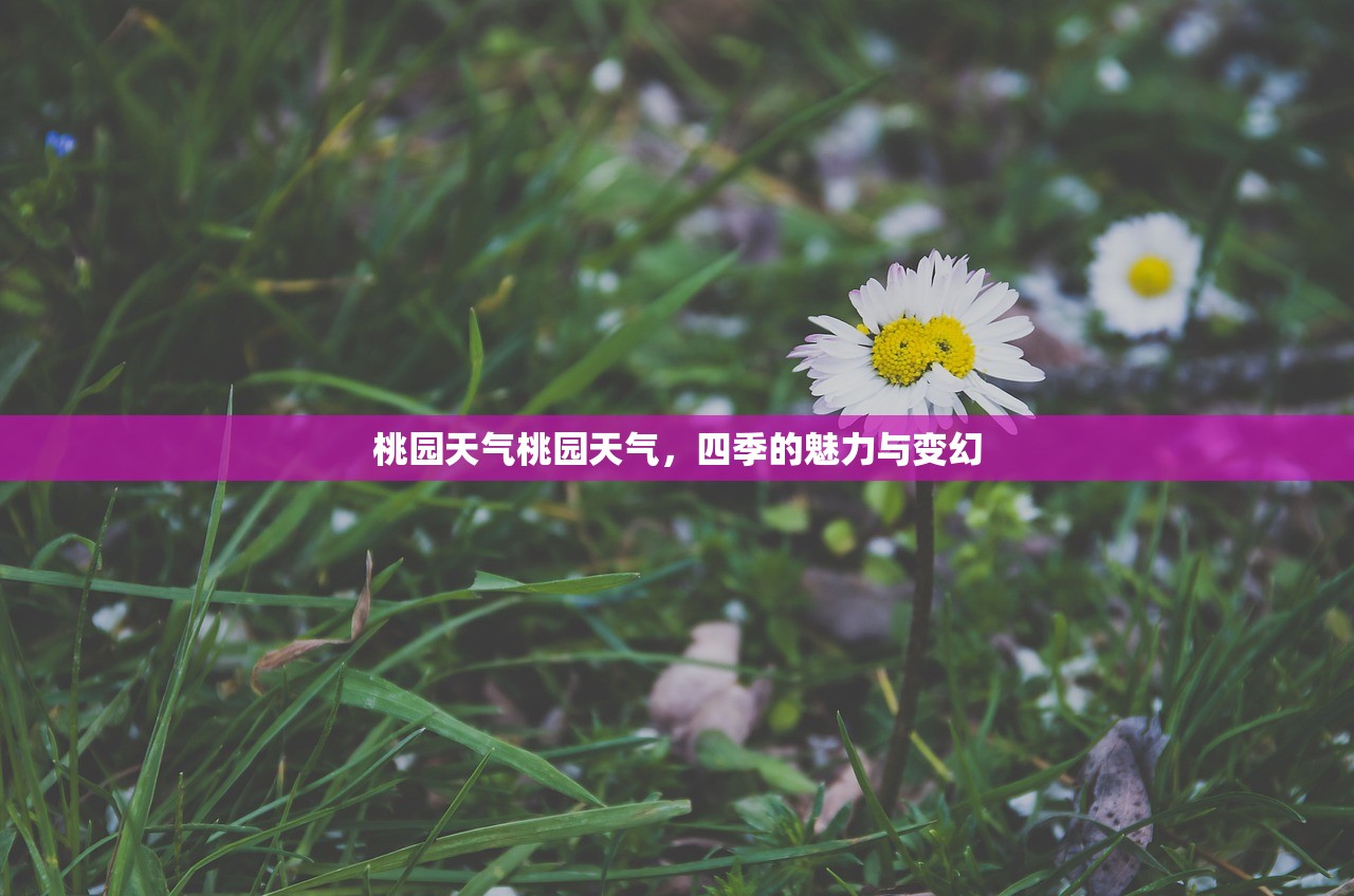 桃园天气桃园天气，四季的魅力与变幻  第1张