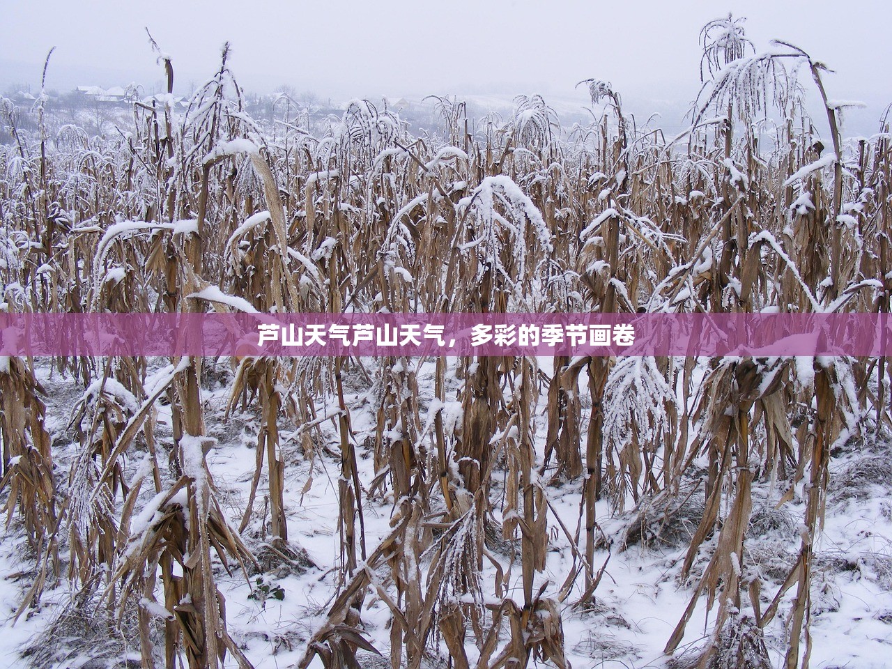 芦山天气芦山天气，多彩的季节画卷  第1张