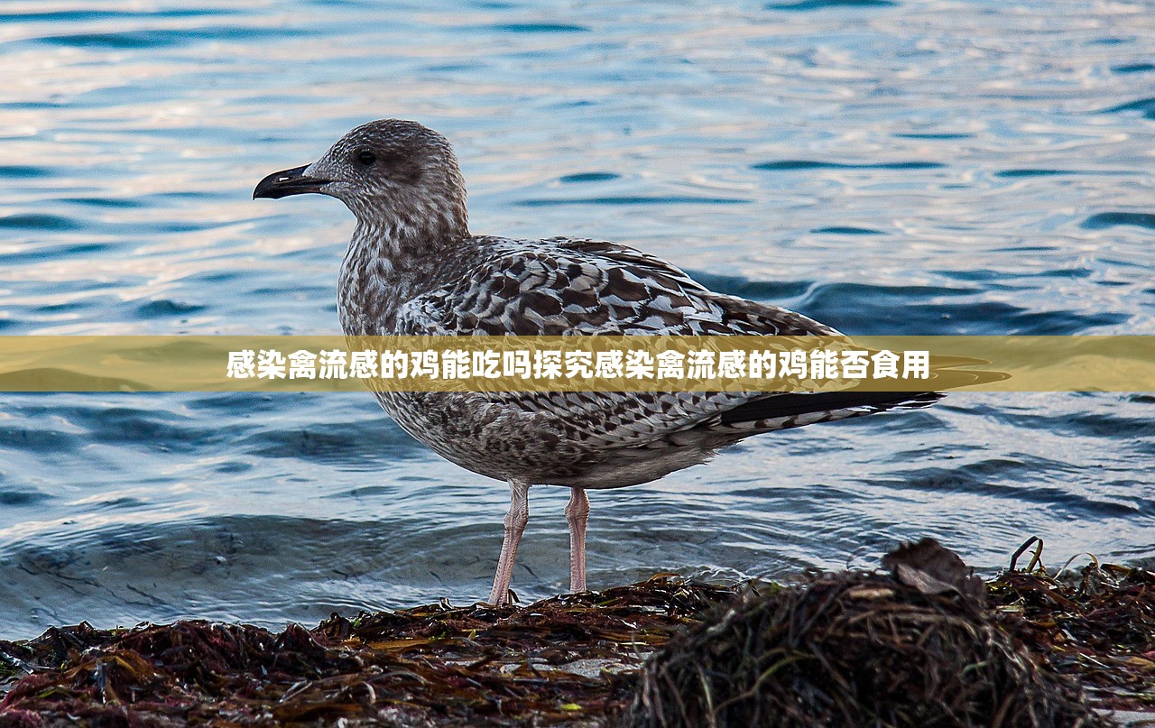 感染禽流感的鸡能吃吗探究感染禽流感的鸡能否食用  第1张