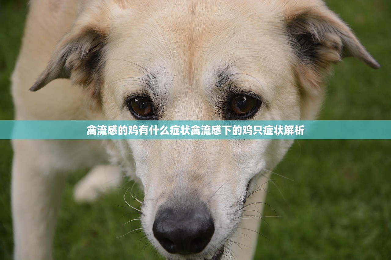 禽流感的鸡有什么症状禽流感下的鸡只症状解析  第1张