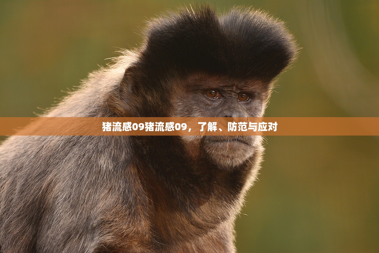 猪流感09猪流感09，了解、防范与应对  第1张