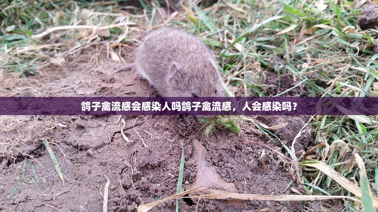 鸽子禽流感会感染人吗鸽子禽流感，人会感染吗？  第1张