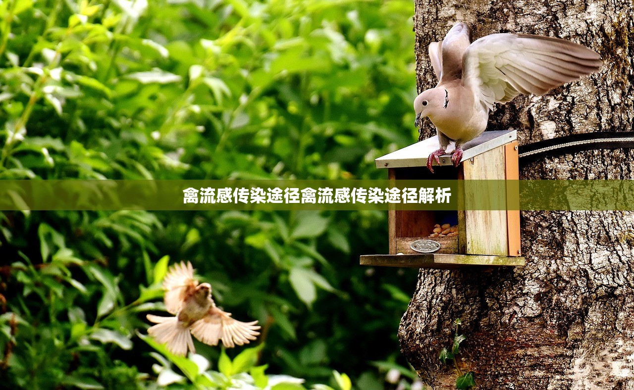 禽流感传染途径禽流感传染途径解析  第1张