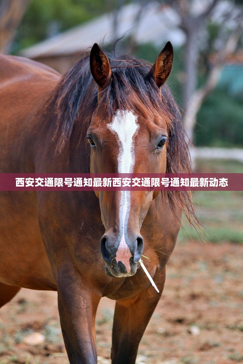 西安交通限号通知最新西安交通限号通知最新动态  第1张