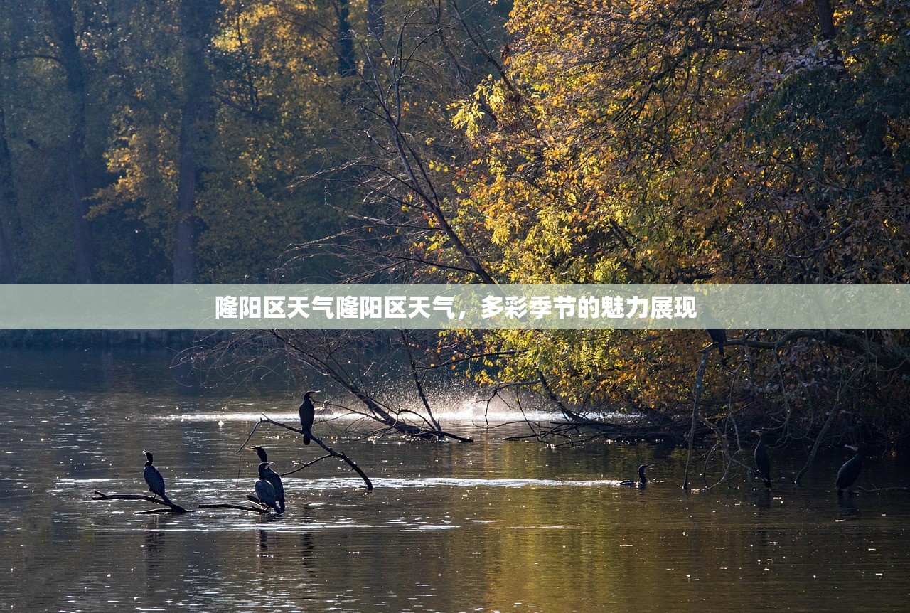 隆阳区天气隆阳区天气，多彩季节的魅力展现  第1张